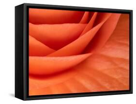 Usa, Washington State, Underwood. Orange ranunculus flower close-up-Merrill Images-Framed Stretched Canvas