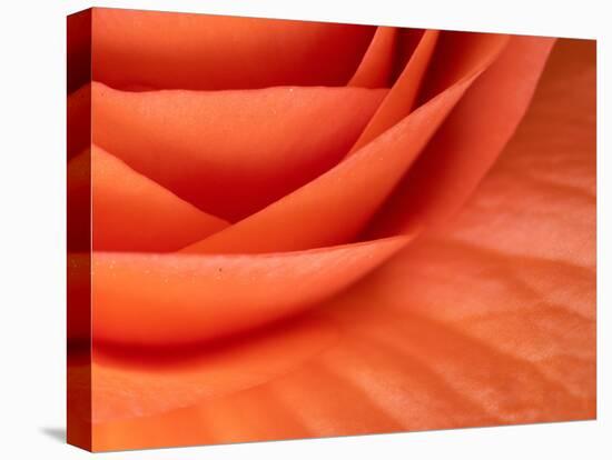 Usa, Washington State, Underwood. Orange ranunculus flower close-up-Merrill Images-Stretched Canvas