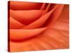 Usa, Washington State, Underwood. Orange ranunculus flower close-up-Merrill Images-Stretched Canvas
