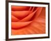 Usa, Washington State, Underwood. Orange ranunculus flower close-up-Merrill Images-Framed Photographic Print