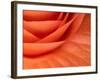 Usa, Washington State, Underwood. Orange ranunculus flower close-up-Merrill Images-Framed Photographic Print