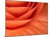 Usa, Washington State, Underwood. Orange ranunculus flower close-up-Merrill Images-Mounted Photographic Print