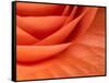 Usa, Washington State, Underwood. Orange ranunculus flower close-up-Merrill Images-Framed Stretched Canvas