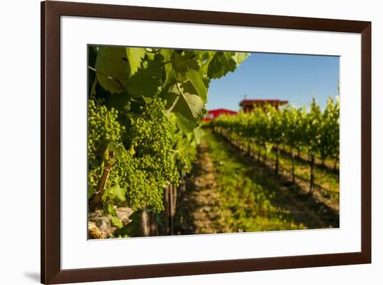 USA, Washington State, vineyard-Richard Duval-Framed Photographic Print