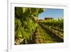 USA, Washington State, vineyard-Richard Duval-Framed Photographic Print