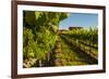 USA, Washington State, vineyard-Richard Duval-Framed Photographic Print