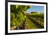 USA, Washington State, vineyard-Richard Duval-Framed Photographic Print