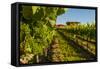 USA, Washington State, vineyard-Richard Duval-Framed Stretched Canvas