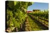 USA, Washington State, vineyard-Richard Duval-Stretched Canvas