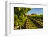 USA, Washington State, vineyard-Richard Duval-Framed Photographic Print