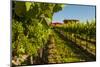 USA, Washington State, vineyard-Richard Duval-Mounted Photographic Print