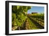 USA, Washington State, vineyard-Richard Duval-Framed Photographic Print