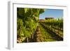 USA, Washington State, vineyard-Richard Duval-Framed Photographic Print