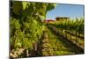 USA, Washington State, vineyard-Richard Duval-Mounted Photographic Print