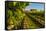 USA, Washington State, vineyard-Richard Duval-Framed Stretched Canvas