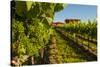 USA, Washington State, vineyard-Richard Duval-Stretched Canvas