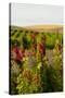 USA, Washington State, Walla Walla. Wildflowers in the Seven Hills vineyard.-Richard Duval-Stretched Canvas