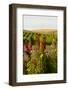 USA, Washington State, Walla Walla. Wildflowers in the Seven Hills vineyard.-Richard Duval-Framed Photographic Print