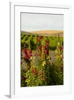 USA, Washington State, Walla Walla. Wildflowers in the Seven Hills vineyard.-Richard Duval-Framed Photographic Print