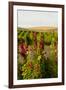 USA, Washington State, Walla Walla. Wildflowers in the Seven Hills vineyard.-Richard Duval-Framed Photographic Print