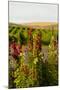 USA, Washington State, Walla Walla. Wildflowers in the Seven Hills vineyard.-Richard Duval-Mounted Photographic Print