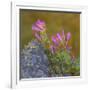 USA, Washington State, Wenatchee NF. Penstemon Flowers Scenic-Don Paulson-Framed Photographic Print