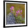USA, Washington State, Wenatchee NF. Penstemon Flowers Scenic-Don Paulson-Framed Photographic Print