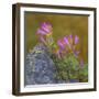 USA, Washington State, Wenatchee NF. Penstemon Flowers Scenic-Don Paulson-Framed Photographic Print