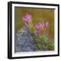 USA, Washington State, Wenatchee NF. Penstemon Flowers Scenic-Don Paulson-Framed Photographic Print