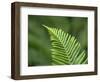 USA, Washington State. Western Sword Fern-Jamie & Judy Wild-Framed Photographic Print