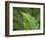 USA, Washington State. Western Sword Fern-Jamie & Judy Wild-Framed Photographic Print