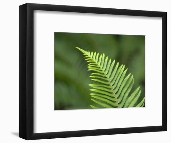 USA, Washington State. Western Sword Fern-Jamie & Judy Wild-Framed Photographic Print