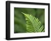 USA, Washington State. Western Sword Fern-Jamie & Judy Wild-Framed Photographic Print