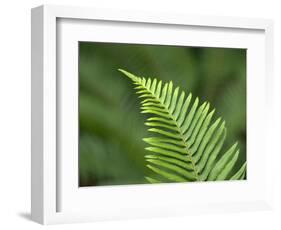 USA, Washington State. Western Sword Fern-Jamie & Judy Wild-Framed Photographic Print