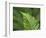 USA, Washington State. Western Sword Fern-Jamie & Judy Wild-Framed Photographic Print