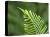 USA, Washington State. Western Sword Fern-Jamie & Judy Wild-Stretched Canvas