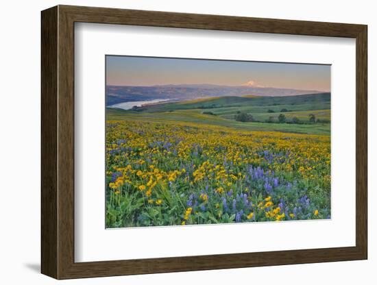 USA, Washington State. Wildflowers bloom in Columbia Hills State Park.-Jaynes Gallery-Framed Photographic Print