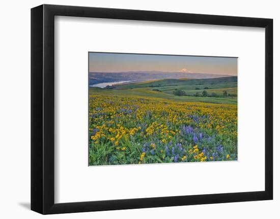 USA, Washington State. Wildflowers bloom in Columbia Hills State Park.-Jaynes Gallery-Framed Photographic Print