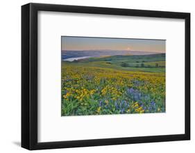 USA, Washington State. Wildflowers bloom in Columbia Hills State Park.-Jaynes Gallery-Framed Photographic Print