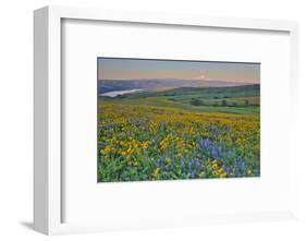 USA, Washington State. Wildflowers bloom in Columbia Hills State Park.-Jaynes Gallery-Framed Photographic Print
