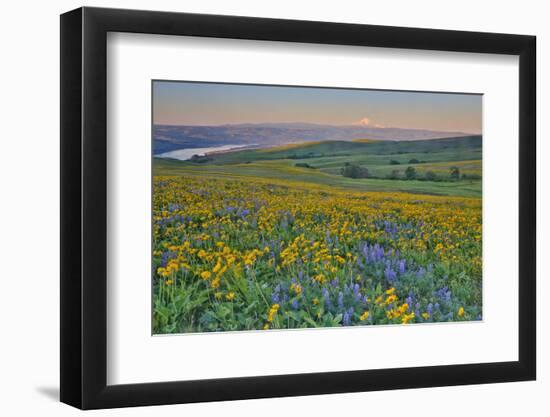 USA, Washington State. Wildflowers bloom in Columbia Hills State Park.-Jaynes Gallery-Framed Photographic Print