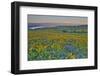 USA, Washington State. Wildflowers bloom in Columbia Hills State Park.-Jaynes Gallery-Framed Photographic Print