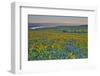 USA, Washington State. Wildflowers bloom in Columbia Hills State Park.-Jaynes Gallery-Framed Photographic Print