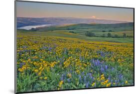 USA, Washington State. Wildflowers bloom in Columbia Hills State Park.-Jaynes Gallery-Mounted Photographic Print