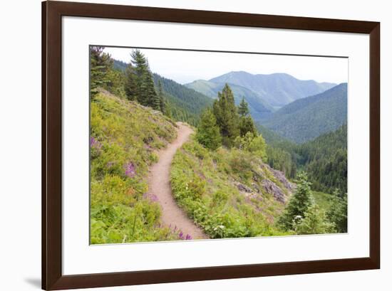 USA, Washington State. Wildflowers carpet hillsides along Mt. Townsend trail. Buckhorn Wilderness O-Trish Drury-Framed Photographic Print