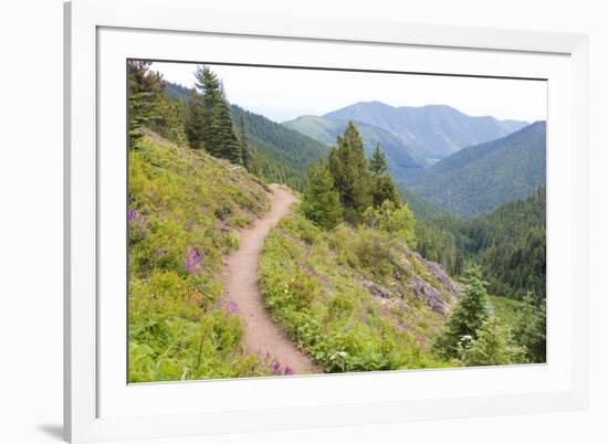 USA, Washington State. Wildflowers carpet hillsides along Mt. Townsend trail. Buckhorn Wilderness O-Trish Drury-Framed Photographic Print