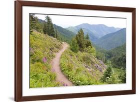 USA, Washington State. Wildflowers carpet hillsides along Mt. Townsend trail. Buckhorn Wilderness O-Trish Drury-Framed Photographic Print