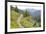 USA, Washington State. Wildflowers carpet hillsides along Mt. Townsend trail. Buckhorn Wilderness O-Trish Drury-Framed Photographic Print