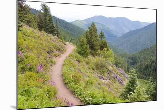 USA, Washington State. Wildflowers carpet hillsides along Mt. Townsend trail. Buckhorn Wilderness O-Trish Drury-Mounted Photographic Print