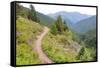 USA, Washington State. Wildflowers carpet hillsides along Mt. Townsend trail. Buckhorn Wilderness O-Trish Drury-Framed Stretched Canvas